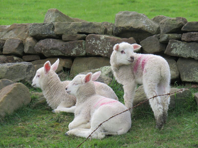 Lambs